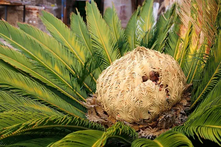la cône femelle de cycas revoluta