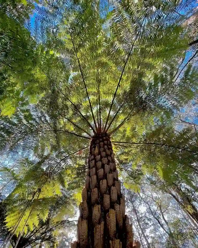 la fougère arborescente dicksonia antarctica