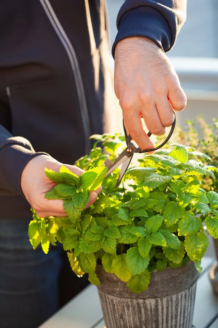 la menthe est largement utilisée pour préparer des tisanes dessers et cocktails