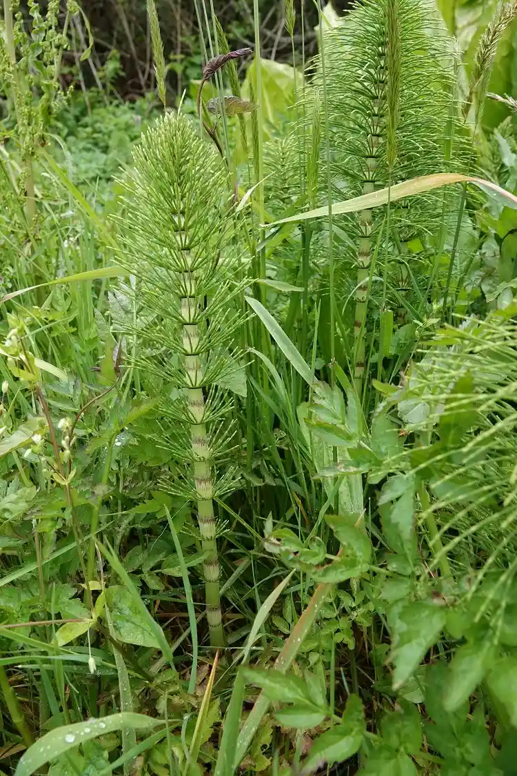 la prêle géante ou equisetum telmateia est une plante préhistorique aux propriétés thérapeutiques