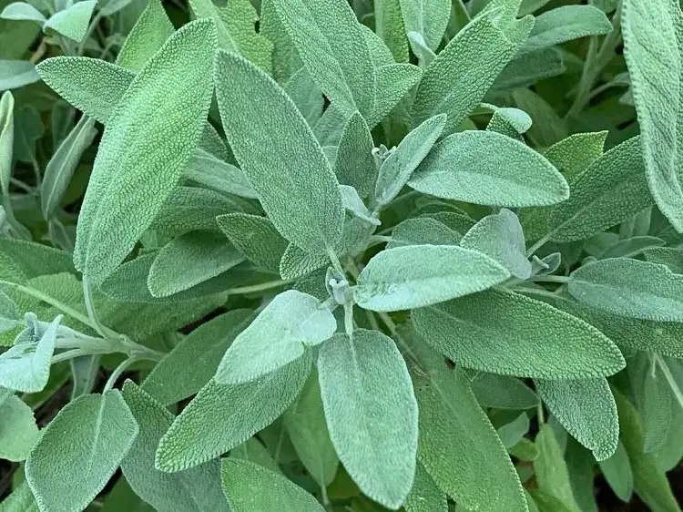 la sauge est une plante médicinale à envisager dans son jardin