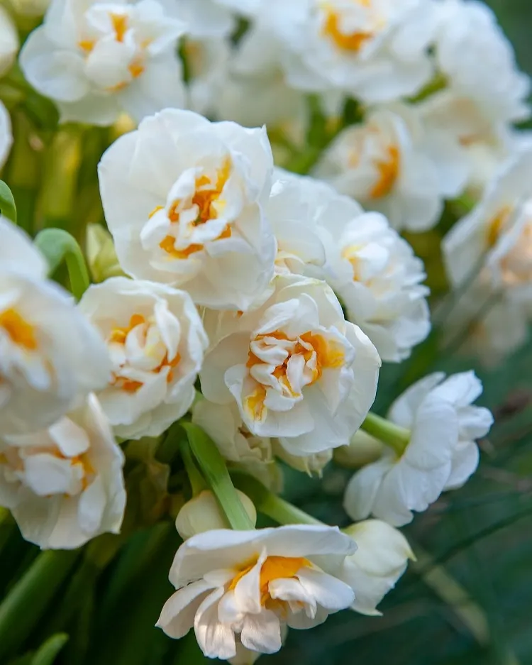 la variété de narcisse bridal crown à fleurs doubles et agréablement parfumées