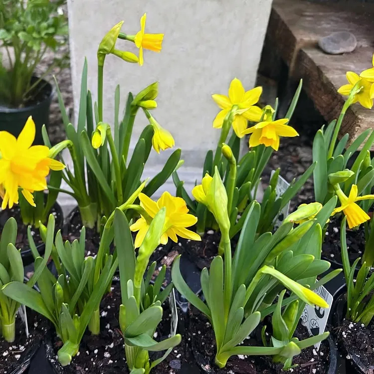 la variété naine de narcisse tête à tête est parfaite pour les rocailles ou les massifs
