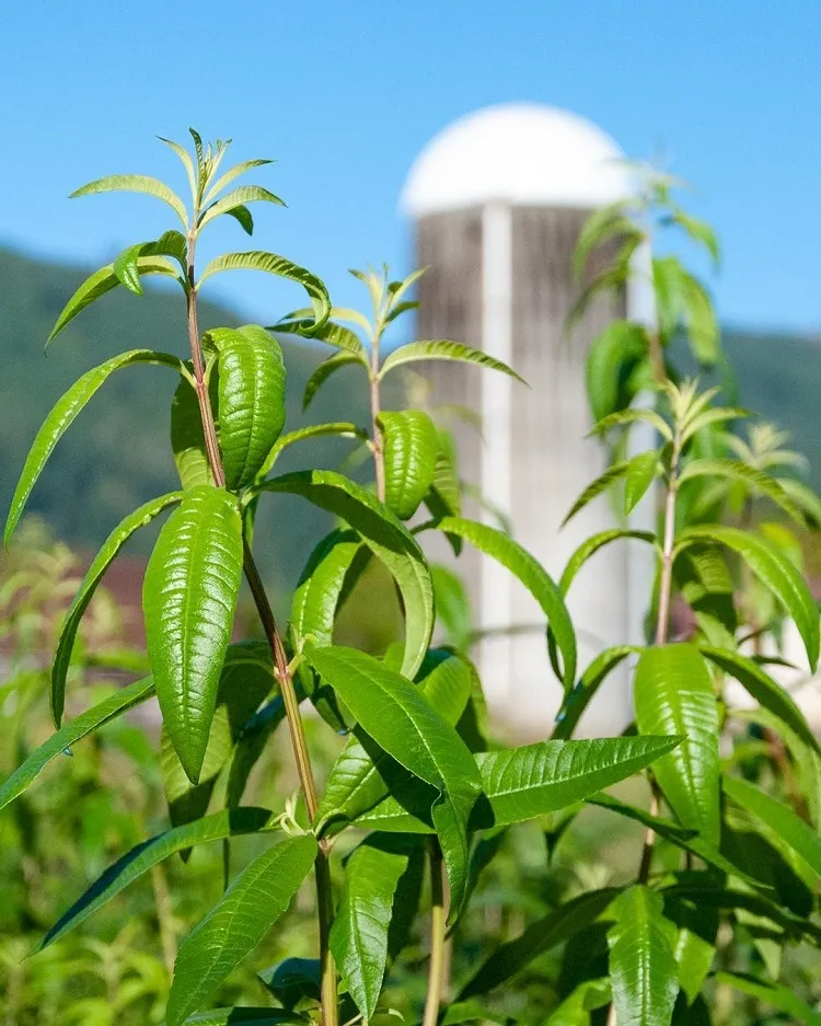 la verveine citronnée est parmi les herbes aromatiques vivaces le plus agréablement parfumées