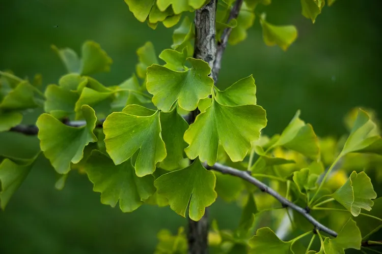 l'arbre ginkgo biloba est parmi les plantes préhistoriques qui ont connu les dinosaures les plus célèbres