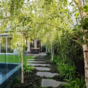 le bouleau betula pendula est parmi les meilleures espèces d'arbres à planter en mars