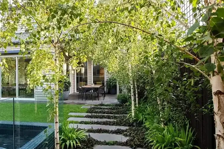 le bouleau betula pendula est parmi les meilleures espèces d'arbres à planter en mars