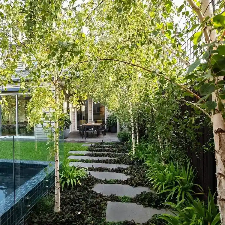 le bouleau betula pendula est parmi les meilleures espèces d'arbres à planter en mars