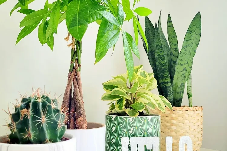 le pachira un arbre exotique apprécié en décoration intérieure