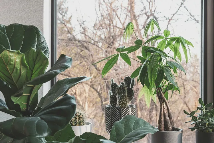 le pachira une plante d'intérieur à allure décorative et à symbolique de prospérité