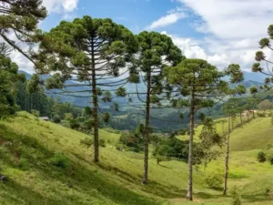 le conifère araucaria est parmi les plantes préhistoriques les plus spectaculaires