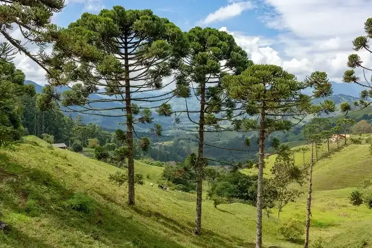 le conifère araucaria est parmi les plantes préhistoriques les plus spectaculaires
