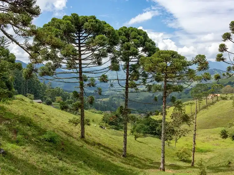 le conifère araucaria est parmi les plantes préhistoriques les plus spectaculaires