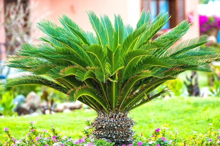 le conifère cycas est un véritable fossile vivant au look très exotique