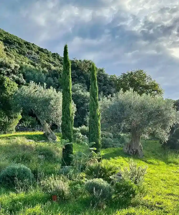 le cyprès de provence cupressuss empervirens est un excellent choix pour le climat méditerranéen