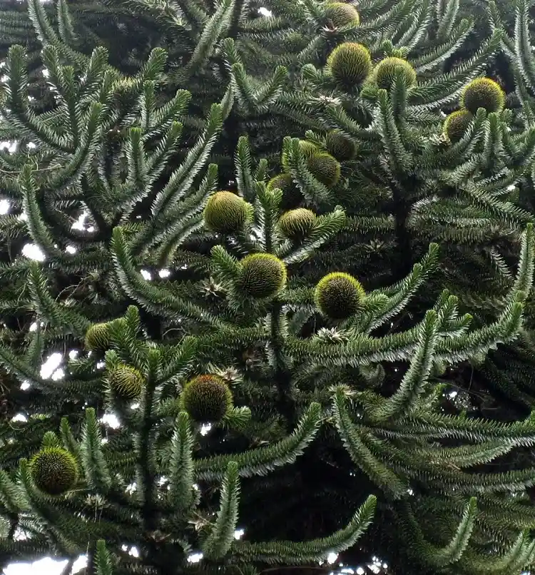 le feuillage en écailles du conifère araucaria