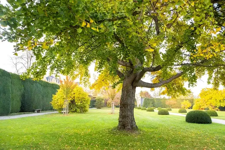 le ginkgo biloba est un arbre d'ornement spectaculaire