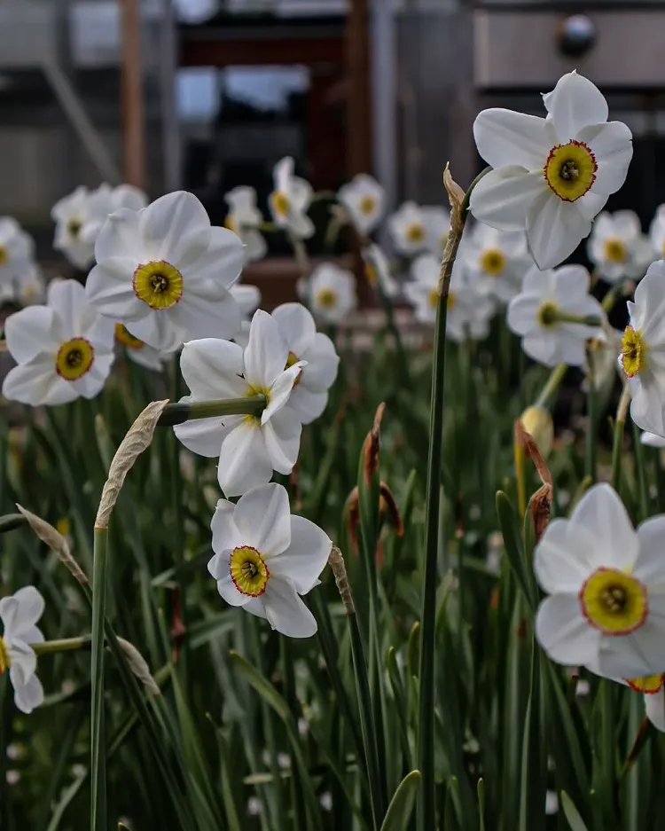 le narcisse des poètes ou poeticus recurvus est parmi les variétés les plus jolies et agréablement parfumées