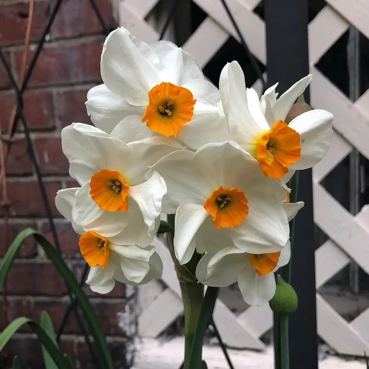 le narcissus geranium est parmi les variétés multiflores qui dégagent un parfum magnifique