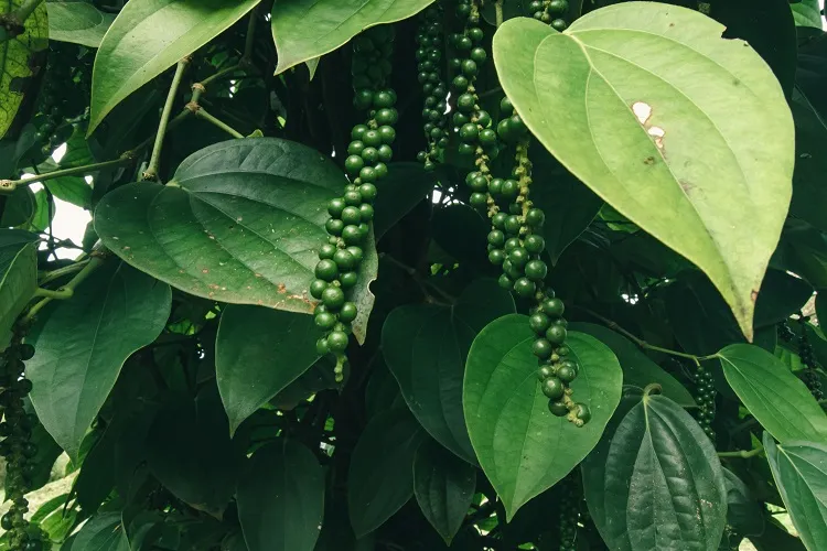 le poivrier noir piper nigrum fait partie des plantes préhistoriques