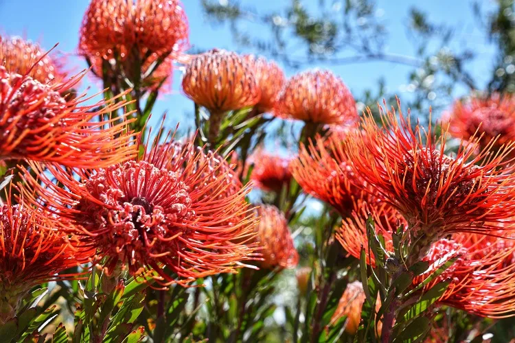le protea est une fleur exotique toujours présente en afrique du sud