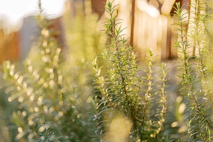 le romarin ou salvia rosmarinus vous régalera avec son parfum enivrant toute l'année
