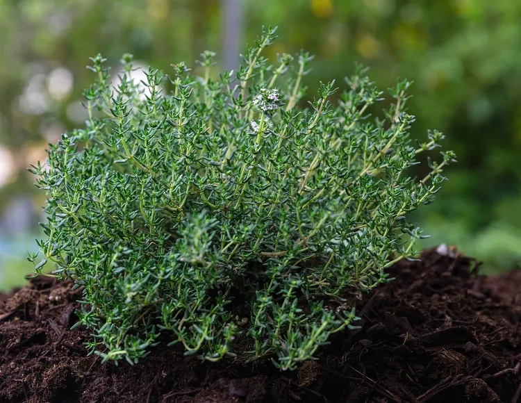 le thym est une herbe aromatique indispensable des cuisines provençales