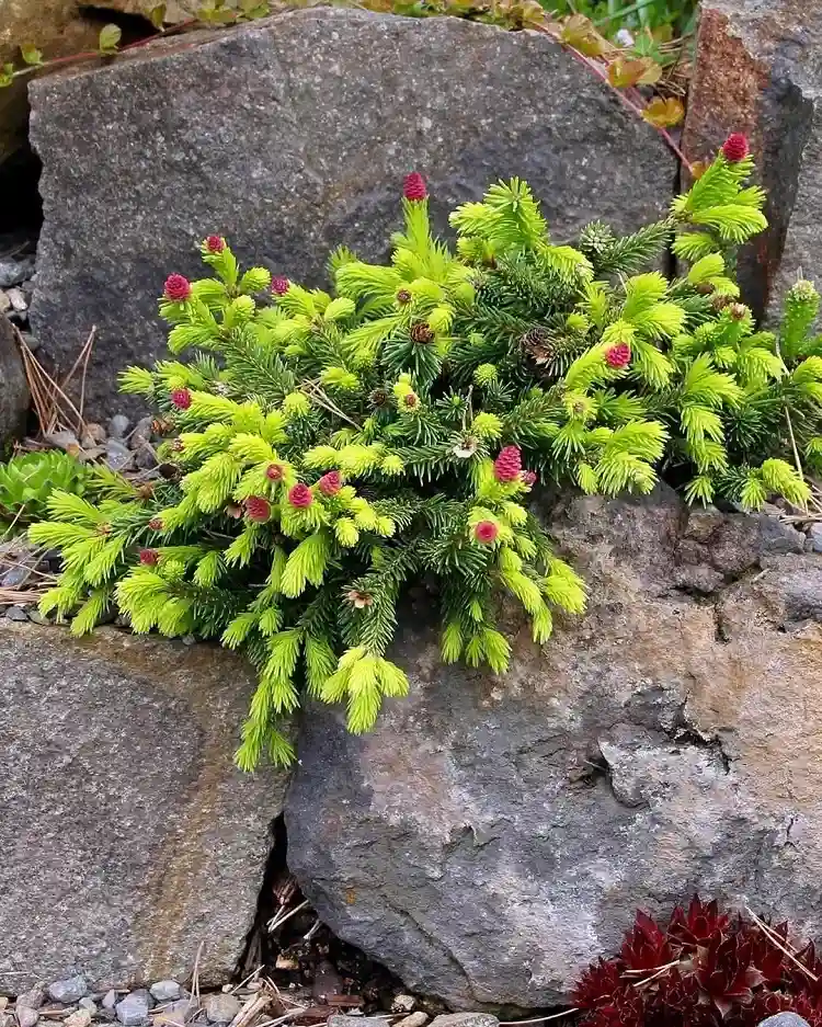 l'épicéa picea abies est un excellent arbre à planter dans un climat montagnard