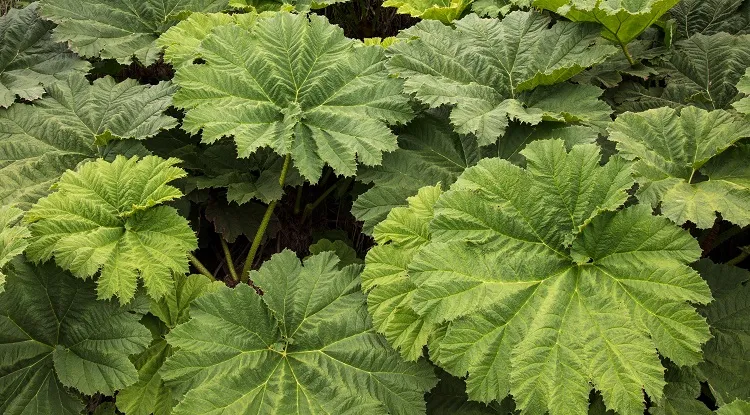 les feuilles géantes du gunnera tinctoria