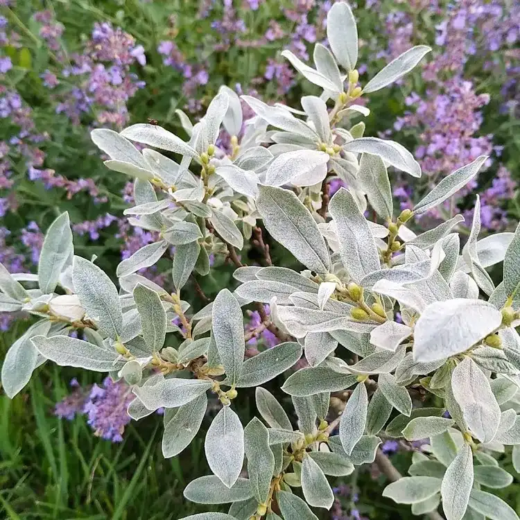les feuilles veloutées du salix lanata