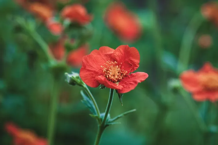 les geums aux couleurs éclatantes attirent les papillons et les abeilles
