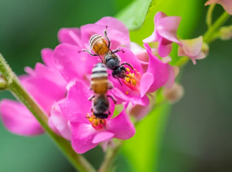les insectes utiles au jardin