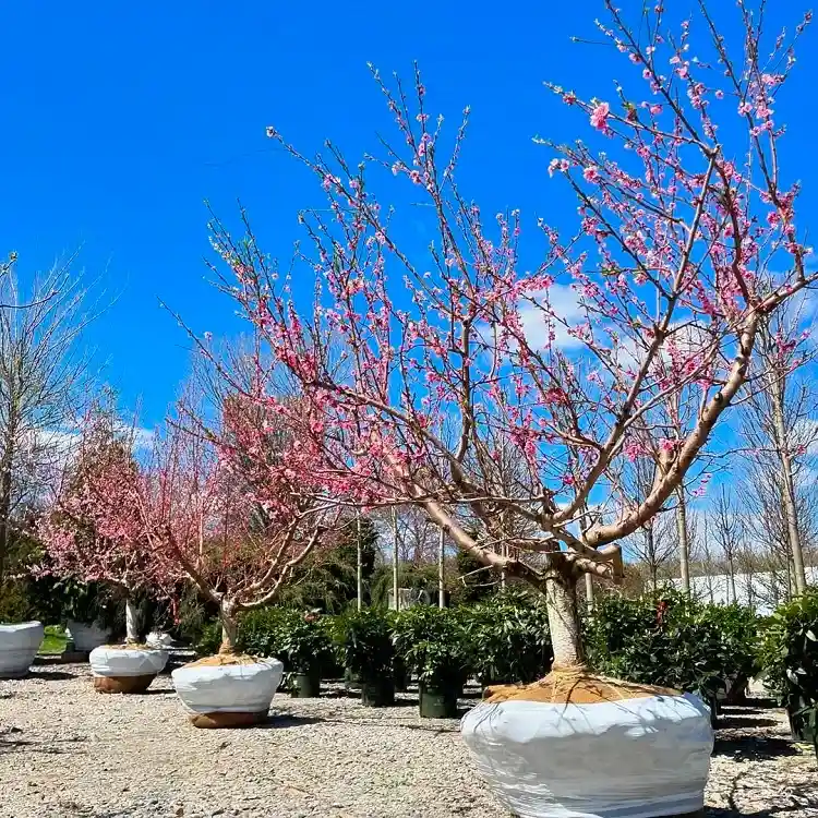 les pruniers sont parmi les arbres fruitiers parfaits à planter en mars