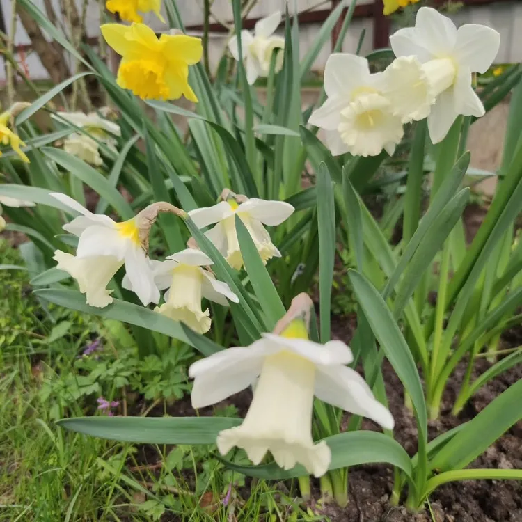 les variétés de narcisses les plus appréciées en france le mount hood