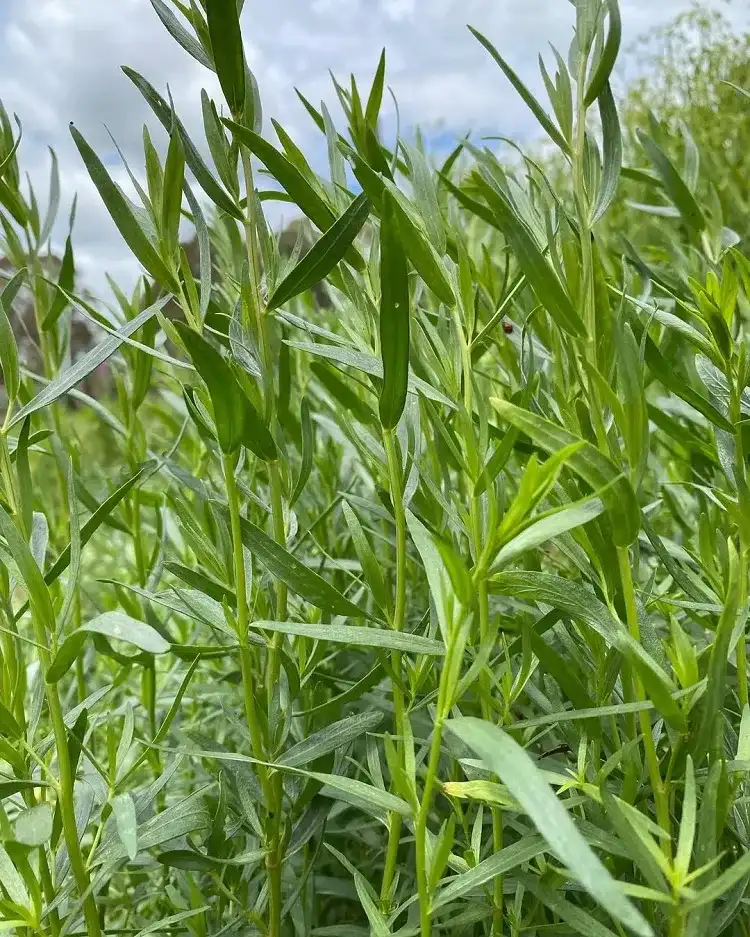 l'estragon est une herbe aromatique indispensable en cuisine