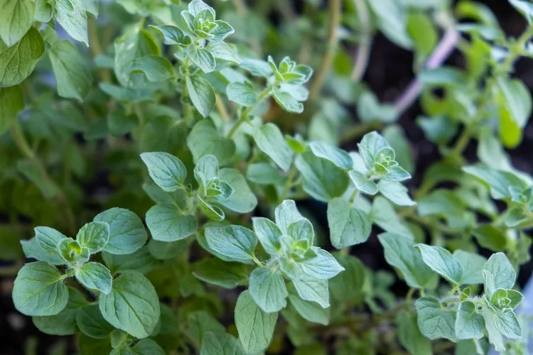 l'origan ou origanum vulgare est indispensable pour ajouter une touche méditerranéenne à tous vos plats