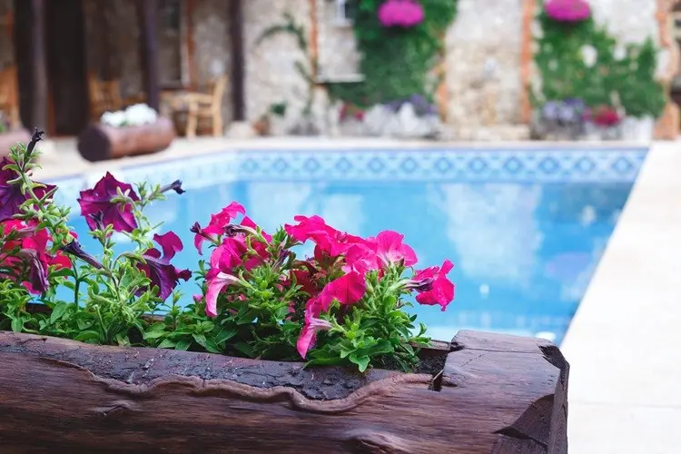 meilleures plantes pour jardin de piscine