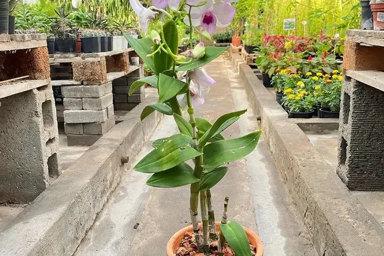 orchidée en pot en terre cuite