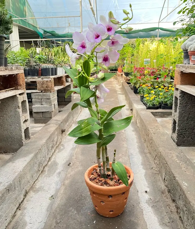 orchidée en pot en terre cuite