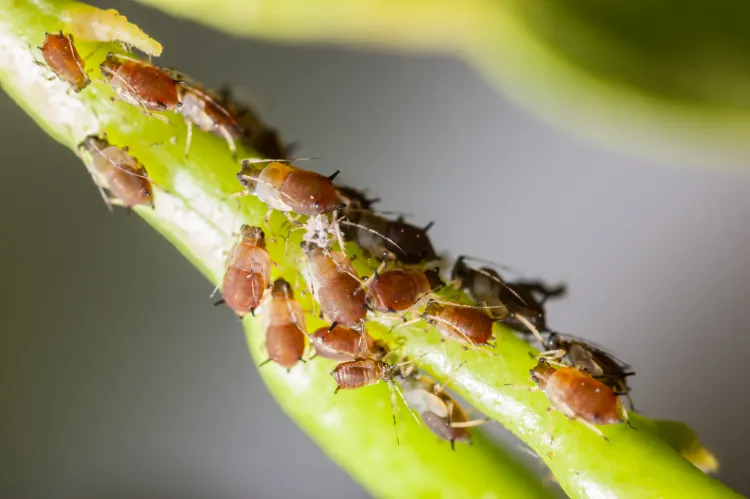 pires insectes invasifs dans le jardin