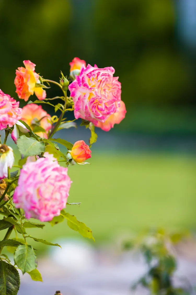 planter des roses au jardin 2025