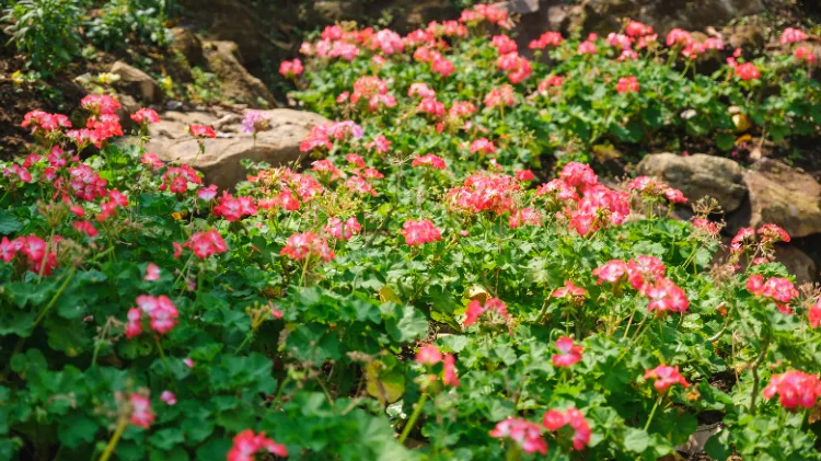 plantes anti insectes 2025