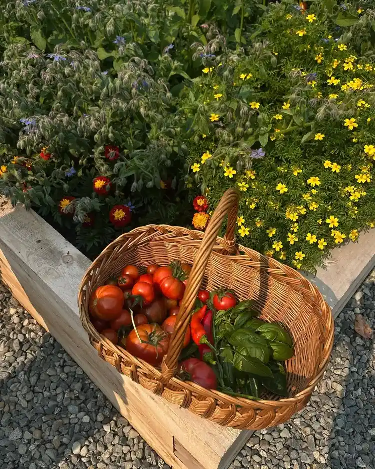 plantes compagnes au potager, tomates et basilic