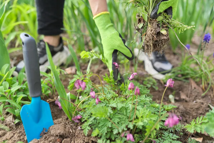 plantes vivaces à ne pas diviser au printemps