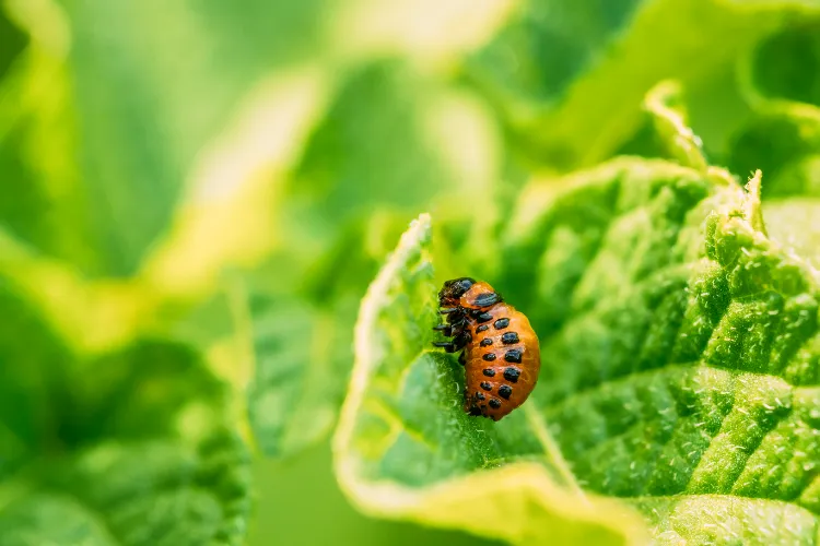 pourquoi avez vous des ravageurs dans le jardin