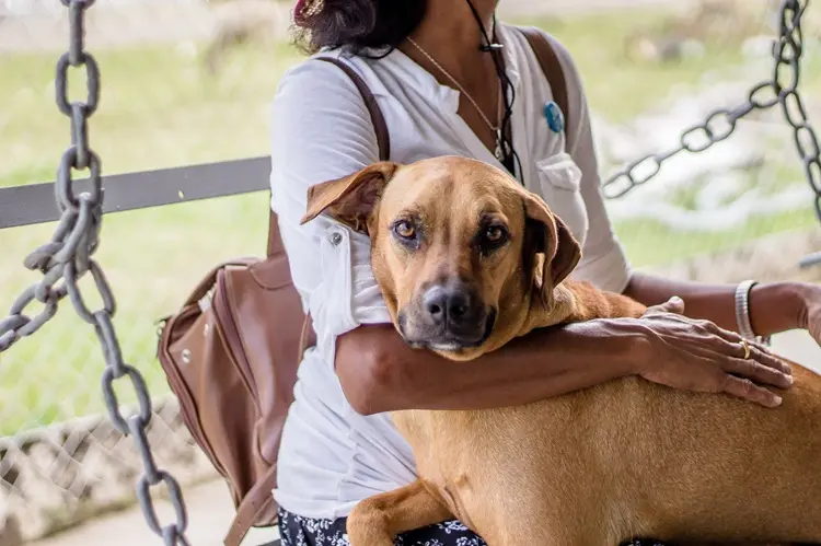 pourquoi mon chien est trop protecteur