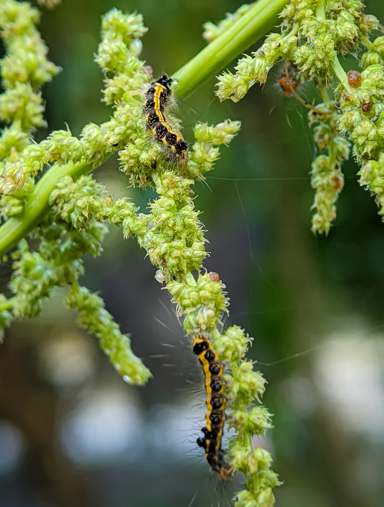 pucerons sur les plantes 2025