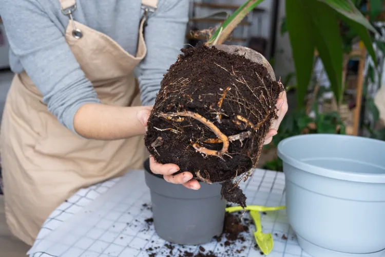 que faire avec le terreau déjà utilisé