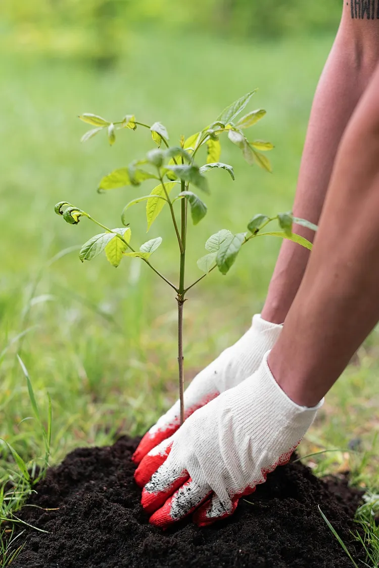 quel arbre planter en mars selon la région où l'on vit