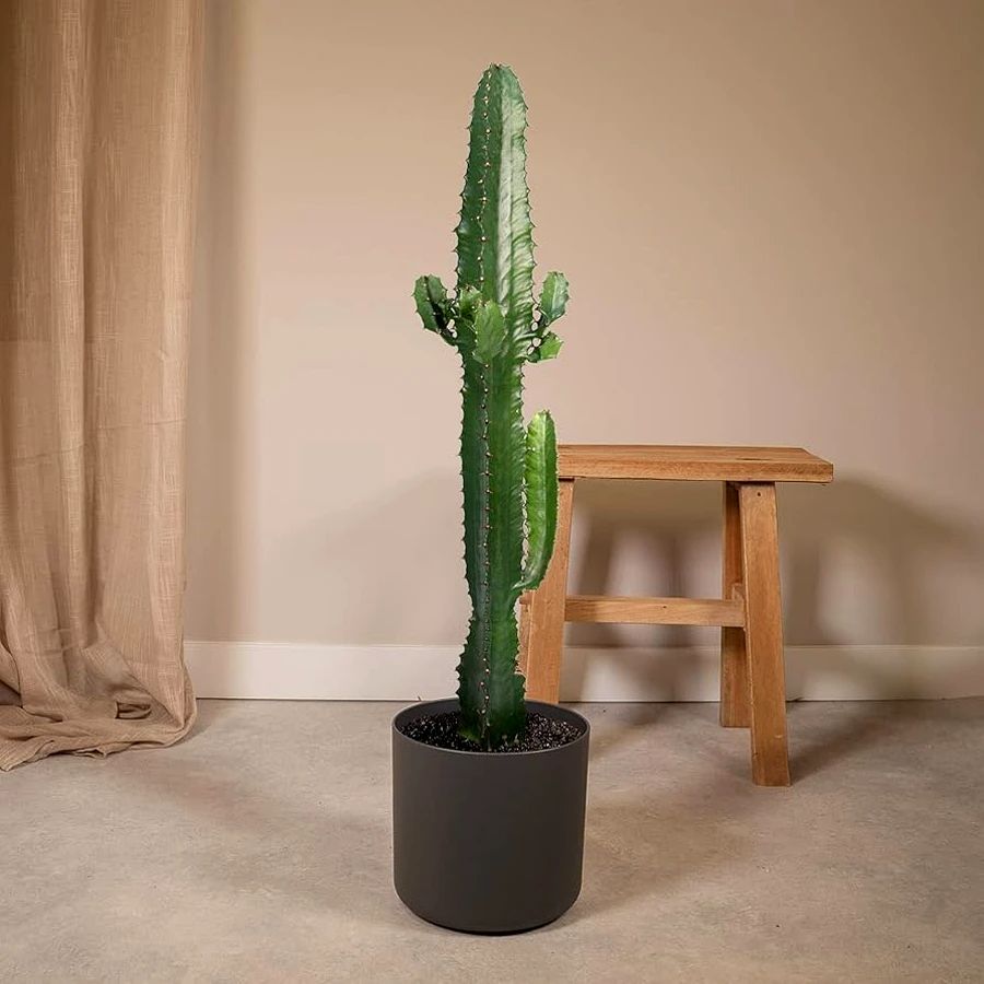 quel pot pour cactus western
